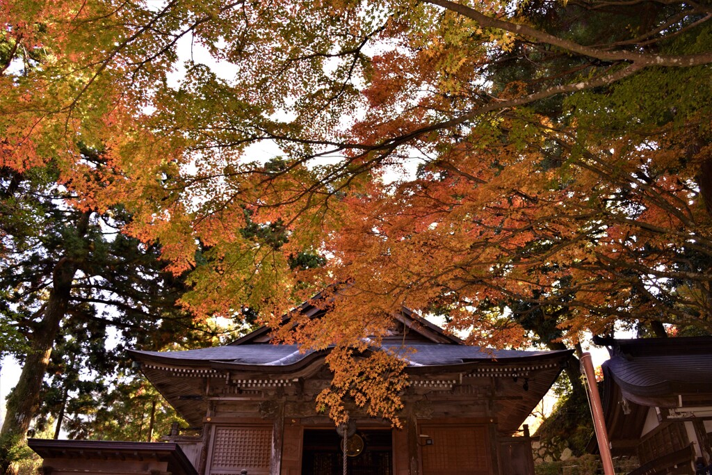 千如寺　紅葉5