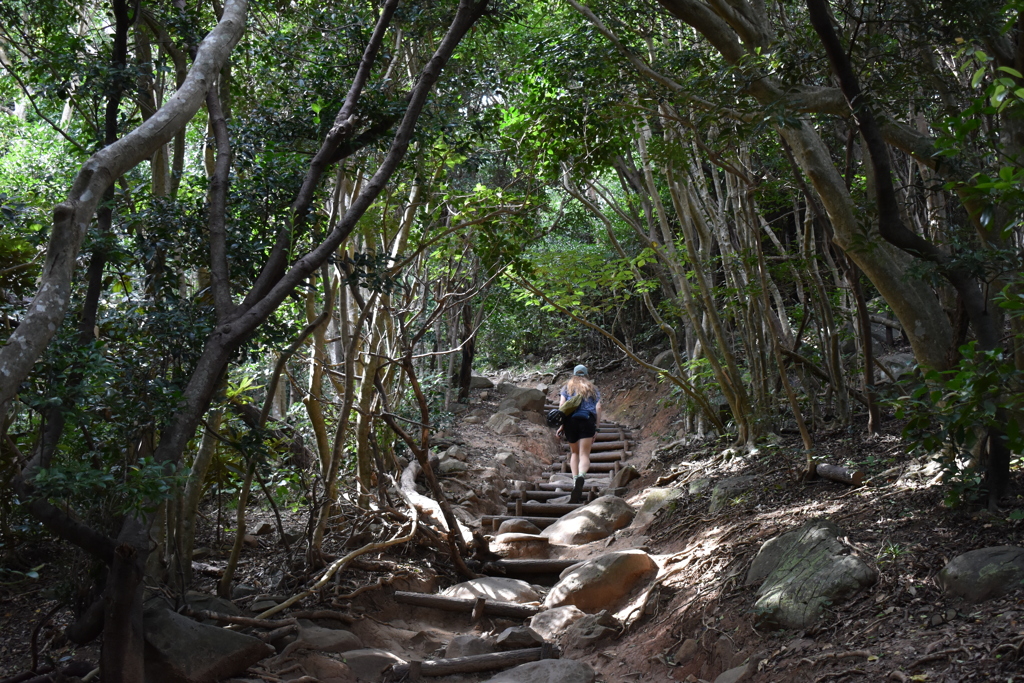 糸島のトトロの森
