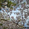 近所の桜