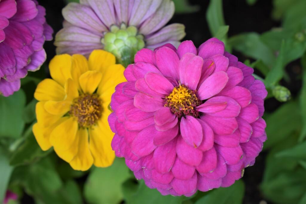 エントランスの花壇にて