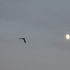 月と渡り鳥
