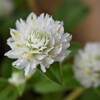 千日草　白花