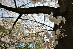 祖原公園の桜
