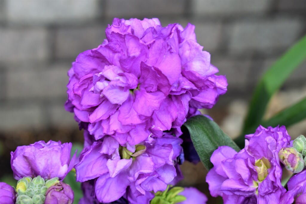 エントランスの花
