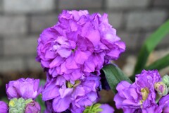 エントランスの花