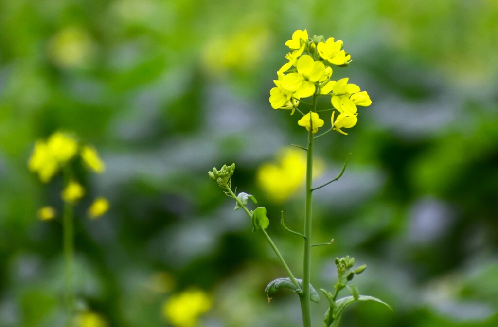 菜の花4