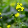 菜の花4