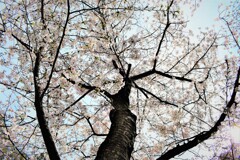 逆光の桜