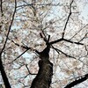 逆光の桜