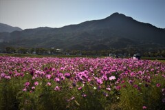 飯盛山付近のコスモス
