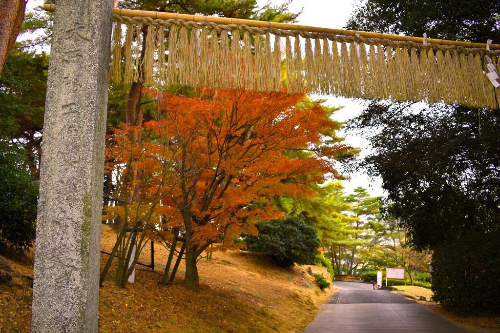 八幡宮の紅葉1