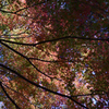 千如寺　紅葉4