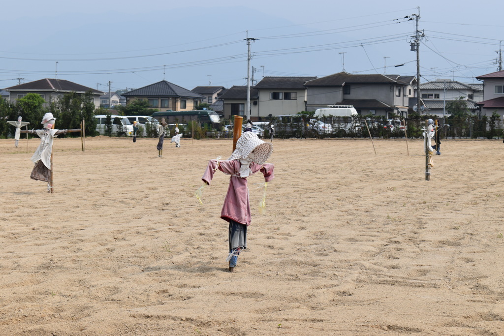 たくさんの案山子