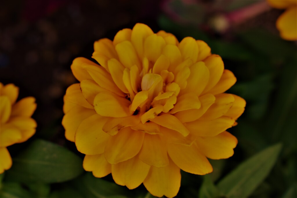 散歩中の花