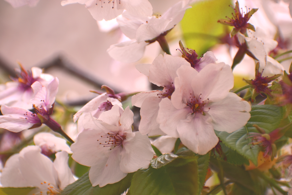 桜の花2