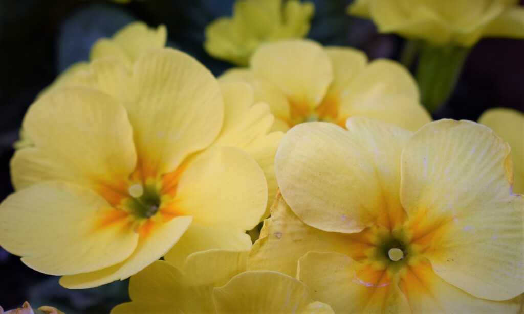 近所の花