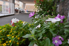 マンションの花壇