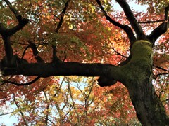 京都紅葉