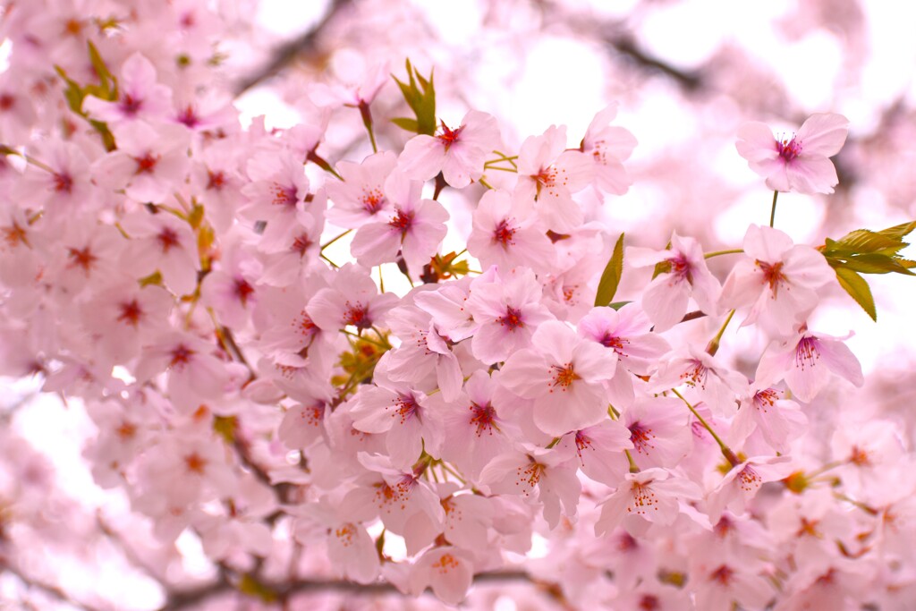 桜の花9
