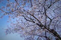 満開の桜1