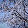 満開の桜1