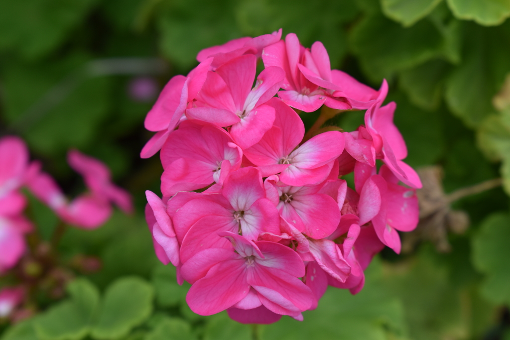 散歩道の花