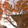 紅葉八幡宮の紅葉