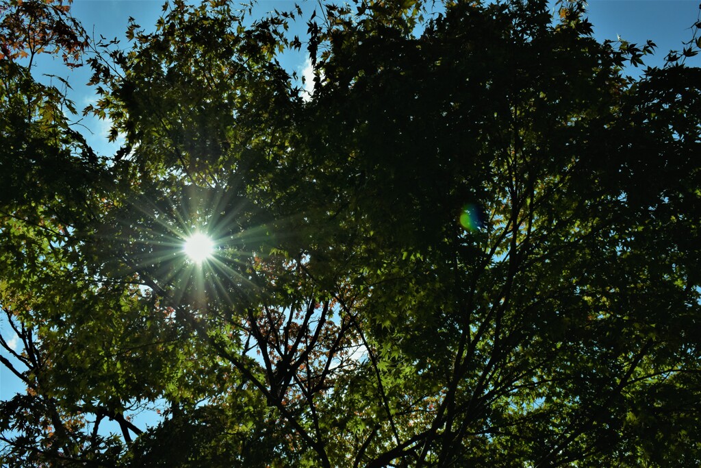 森の中の太陽