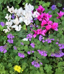 近所の花壇