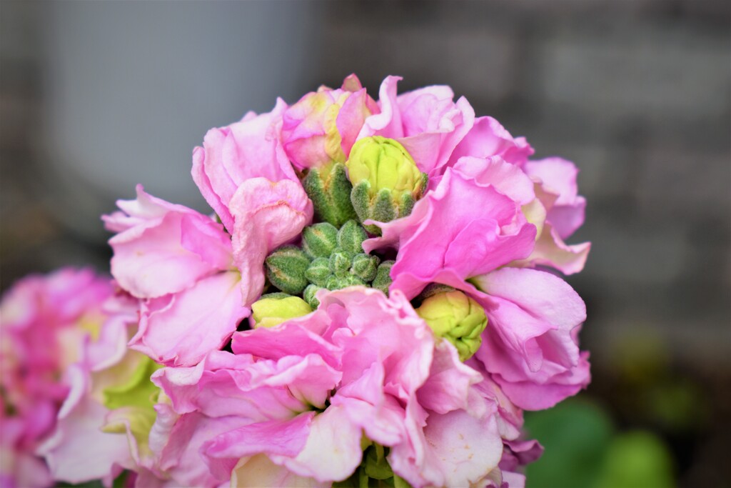 エントランスの花壇