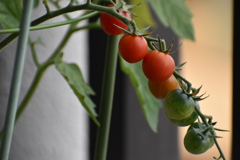 我が家のトマト