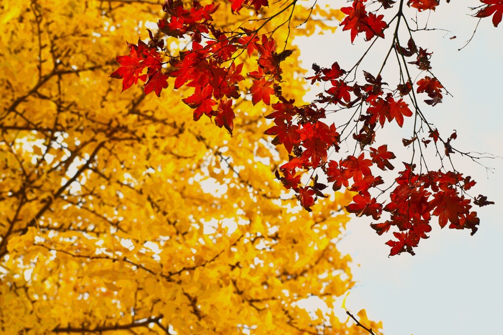 紅葉と銀杏