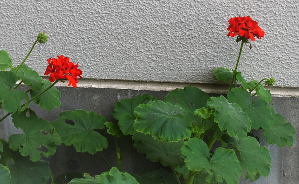 近所の二輪の花