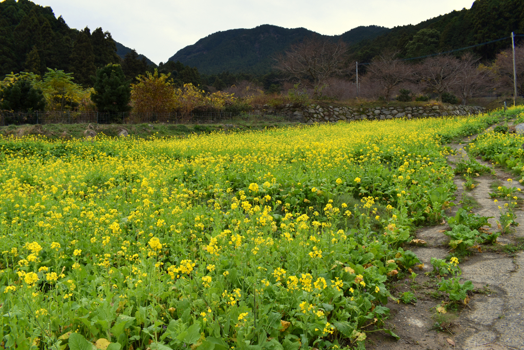 菜の花畑2