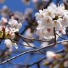 公園の桜