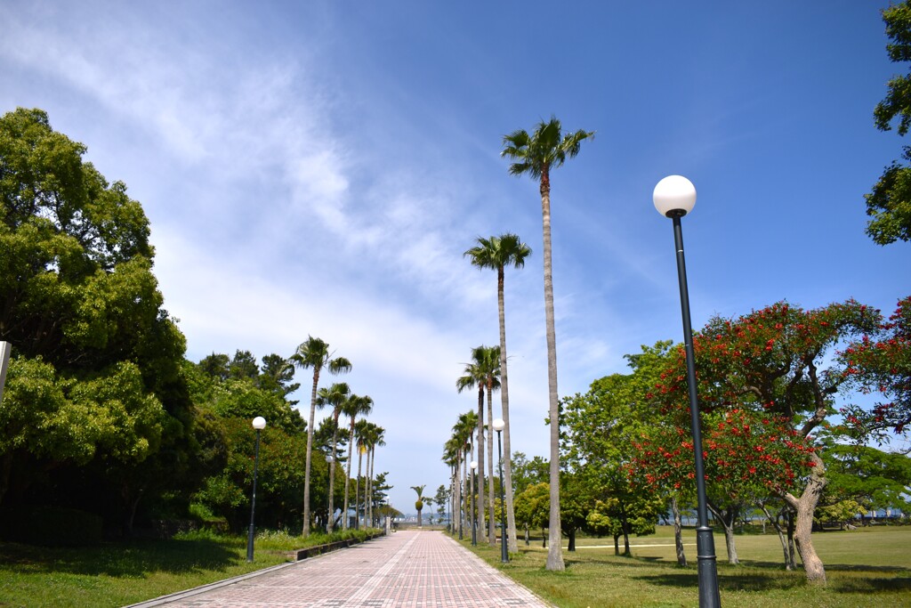 公園のヤシの木