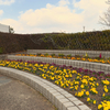 公園の花壇1