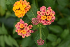 彩の良い花