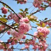 カンザン(八重桜)