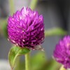 千日草　桃花