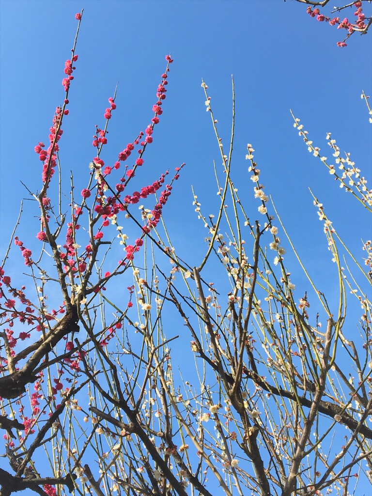 梅林寺の梅4