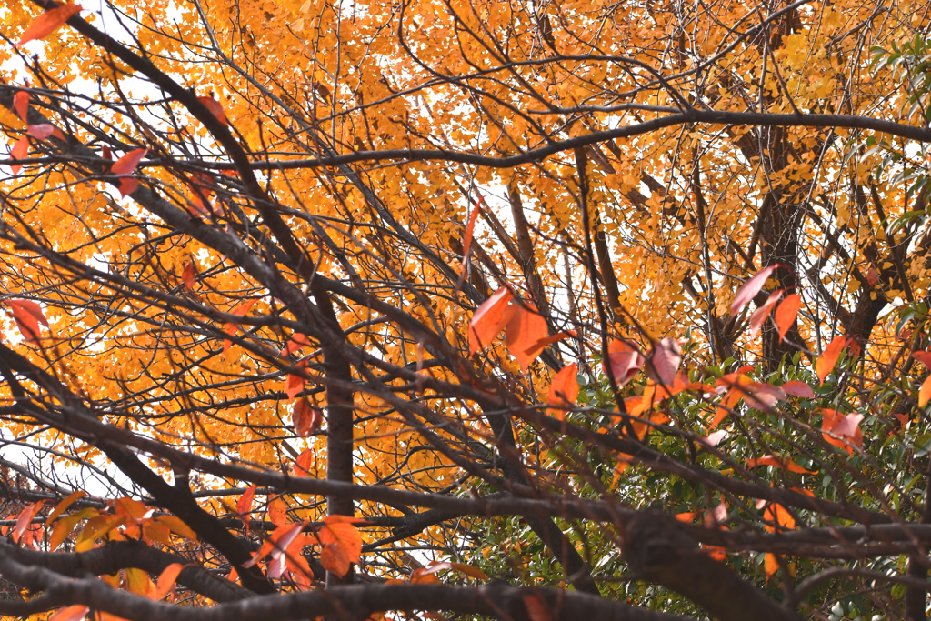 公園の紅葉1