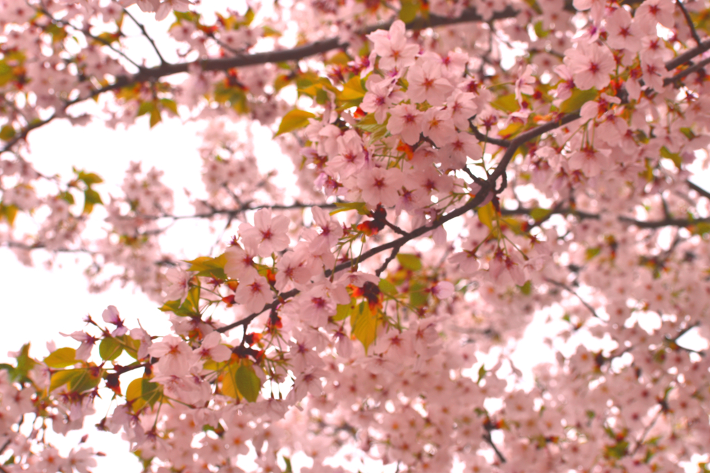 日に当たる桜