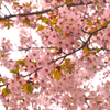 日に当たる桜