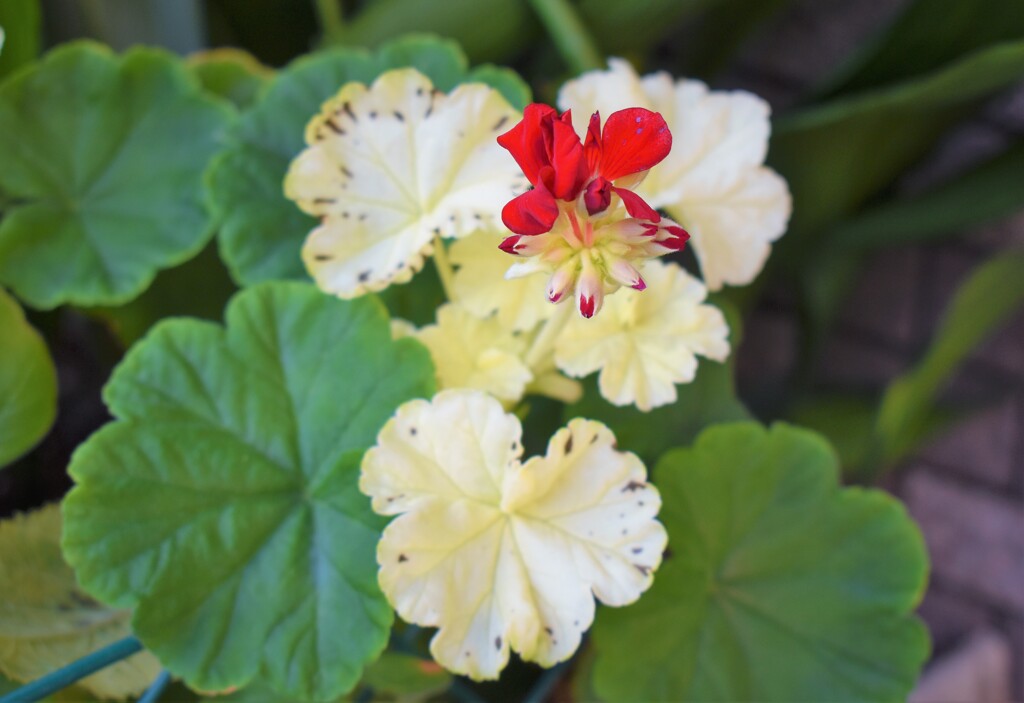 道端の花