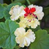 道端の花