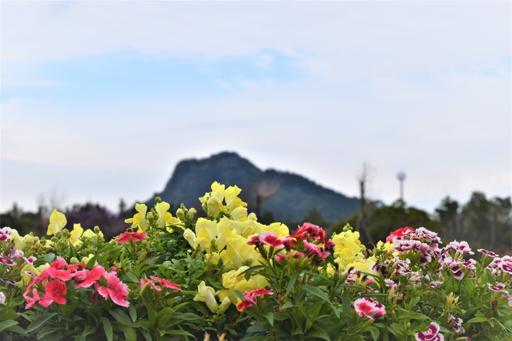 福岡　糸島に咲いている花