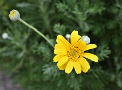 黄色い花と蕾