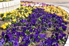 公園の花壇5