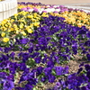 公園の花壇5